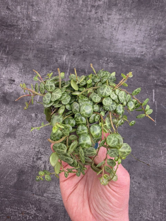 Peperomia Prostrata mini
